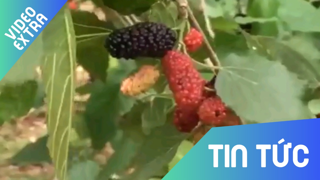 Nguoi dan Ha Noi bac ghe hai dau, kiem tien trieu moi ngay hinh anh