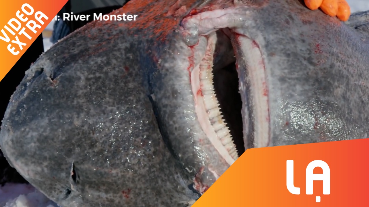 Hoat dong cau ca map xanh khong lo cua nguoi Inuit hinh anh