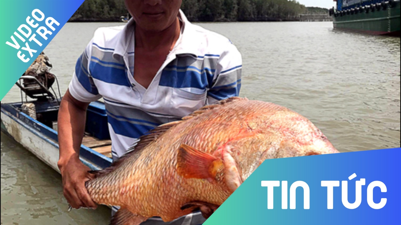 Ngu dan Ba Ria - Vung Tau bat duoc ca su vang nang 9kg hinh anh