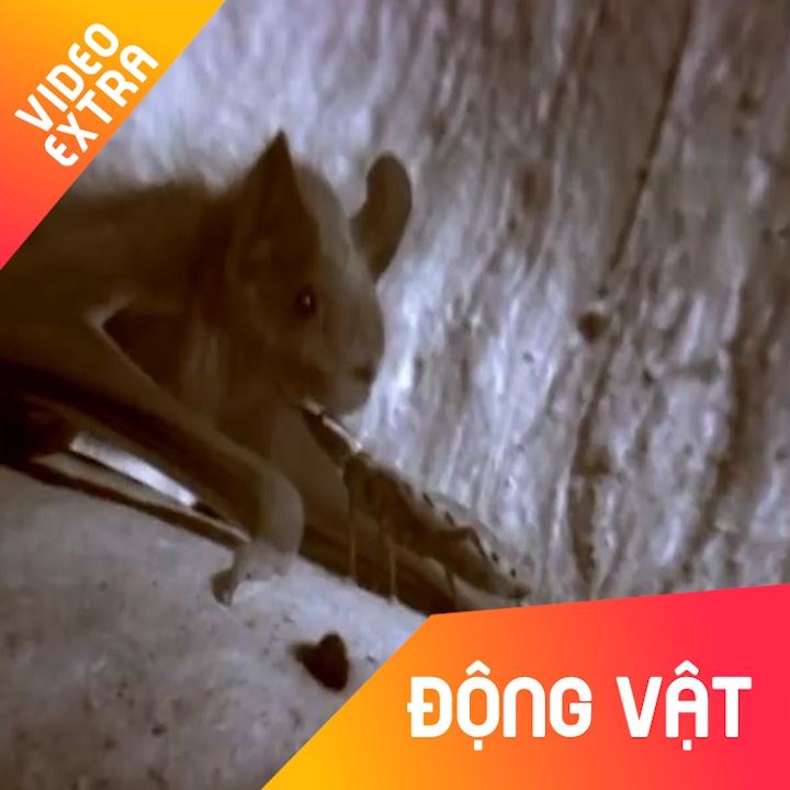 Man 'am sat' loai doi cua bo sat thu hinh anh