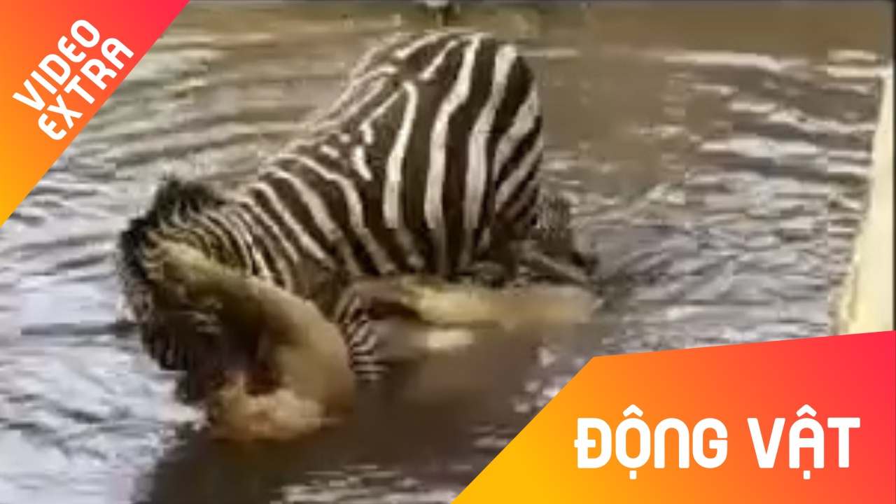 Ngua van 'noi dien' dim su tu suyt chet duoi hinh anh