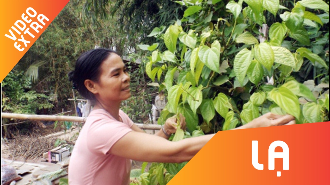 Nguoi phu nu o Can Tho suot 20 nam an trau thay com hinh anh