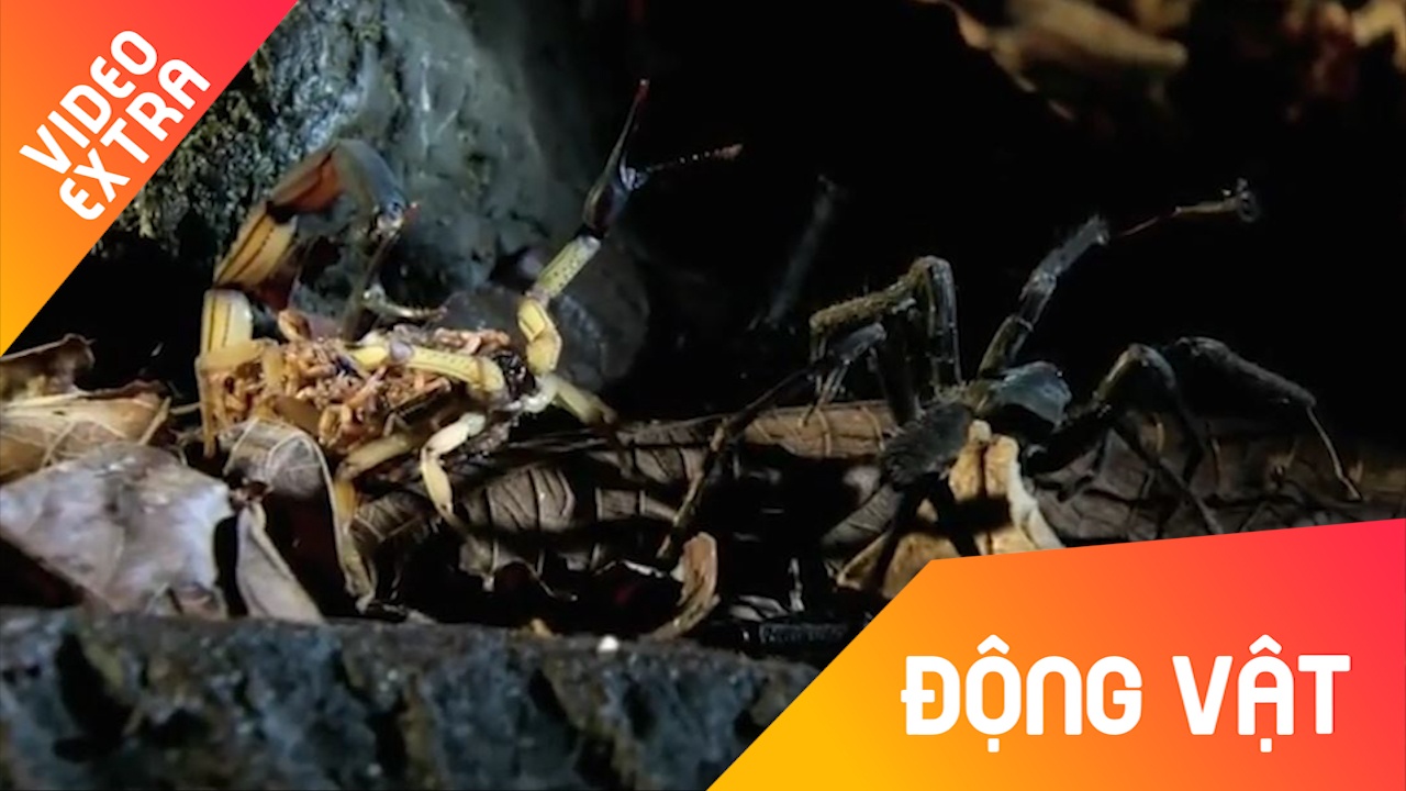 Cuoc chien sinh ton cua bo cap con hinh anh