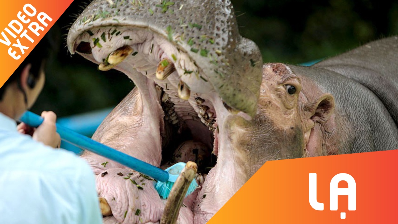 Can canh cong viec trong cac truyen cuoi: Danh rang cho ha ma hinh anh