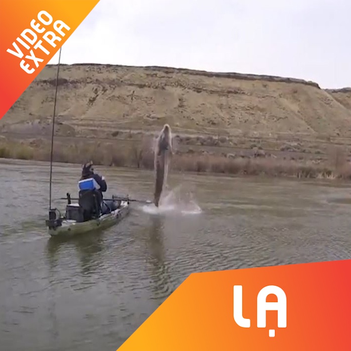 Khoanh khac chung kien 'thuy quai' tren song Snake hinh anh