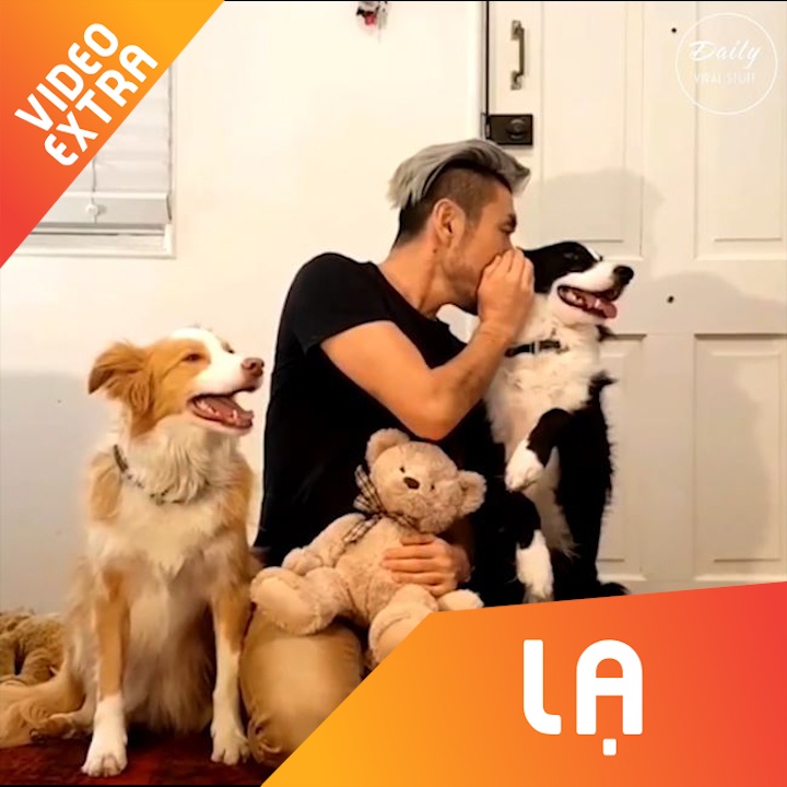 Nhung chu cho thong minh biet tro chuyen, gian hon nhu con nguoi hinh anh