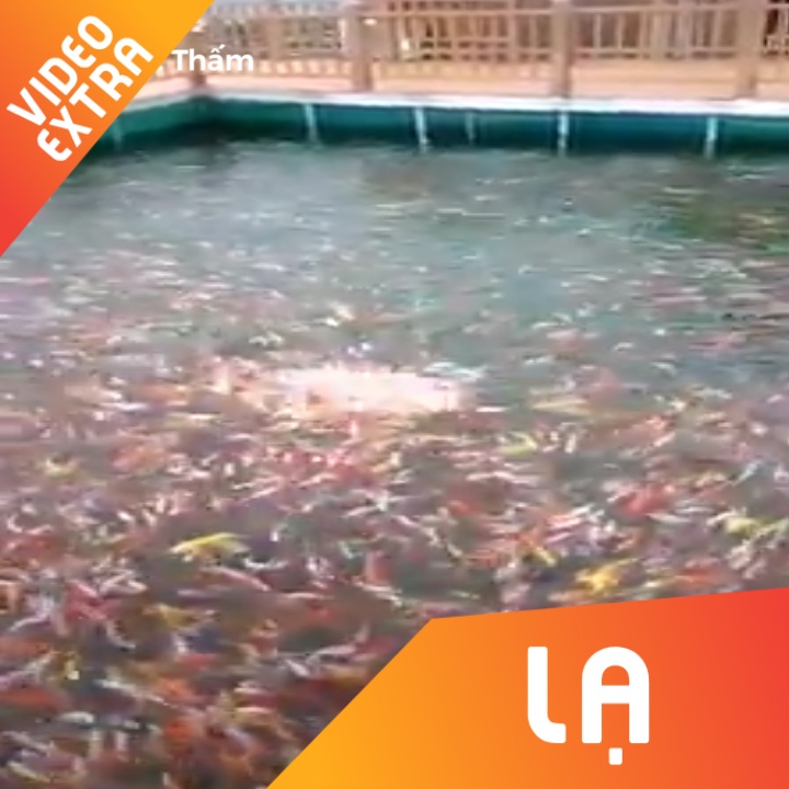 Canh tuong hang nghin con ca chep cung tranh nhau moi hinh anh