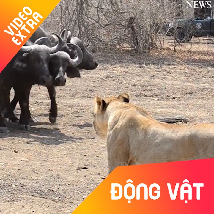 Dan trau rung dam 'an mieng tra mieng' voi chua son lam hinh anh