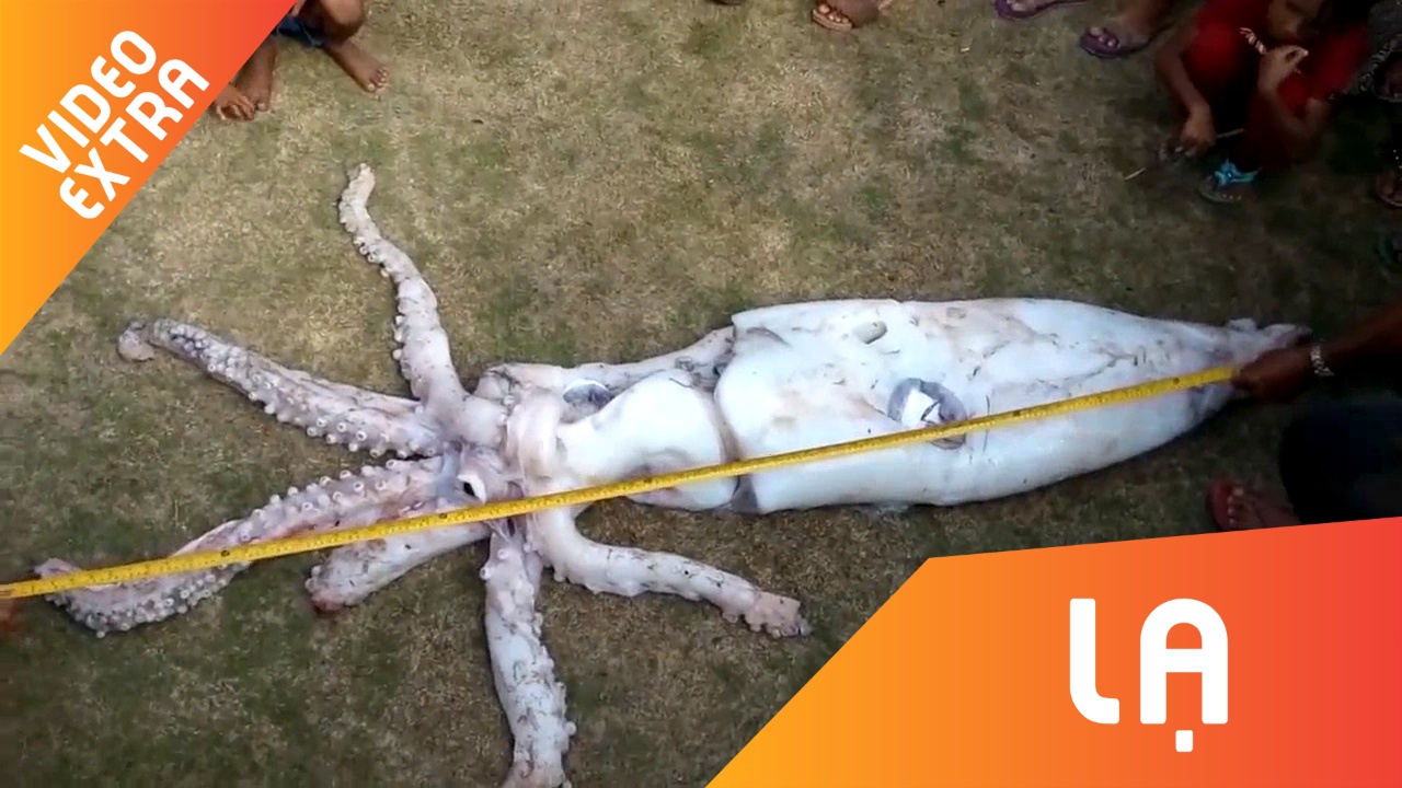 Ngu dan bat duoc muc ong dai 2,4 m o Philippines hinh anh