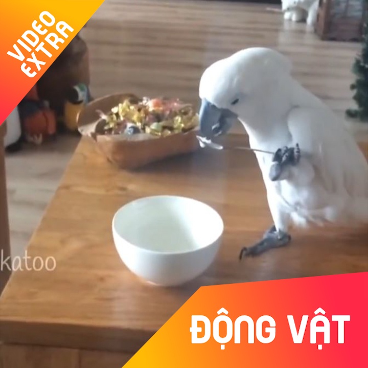 Nhung loai vat 'ngo nghinh' biet sinh hoat nhu con nguoi hinh anh