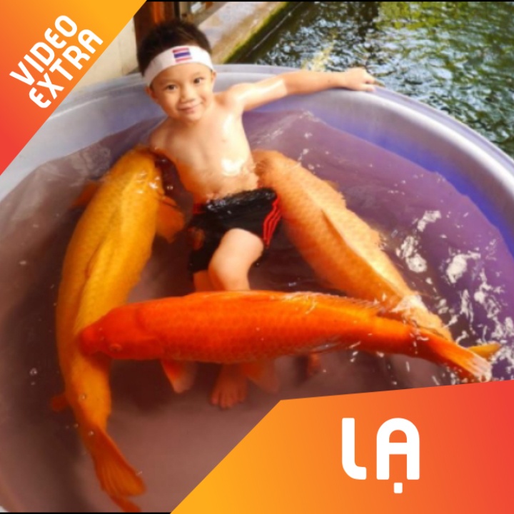 Cau be tam cung 3 chu ca Koi sieu ‘khung’ tai Thai Lan hinh anh