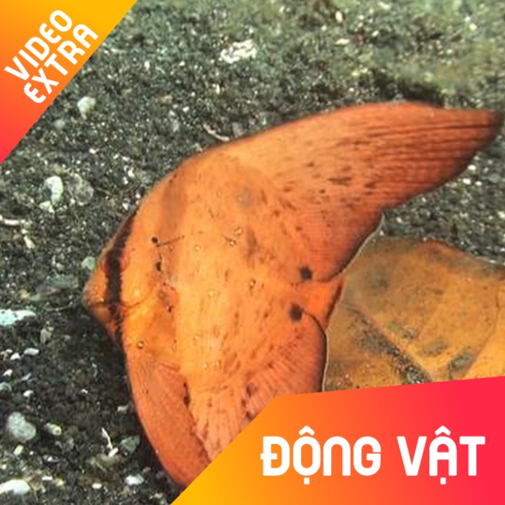 Loai ca vay tron 'bien hinh' thanh chiec la kho nhu that de nguy trang hinh anh