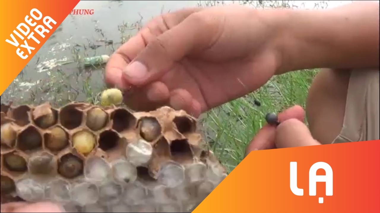 Nguoi dan ong dung to ong vo ve cau ca 'mat tay' hinh anh