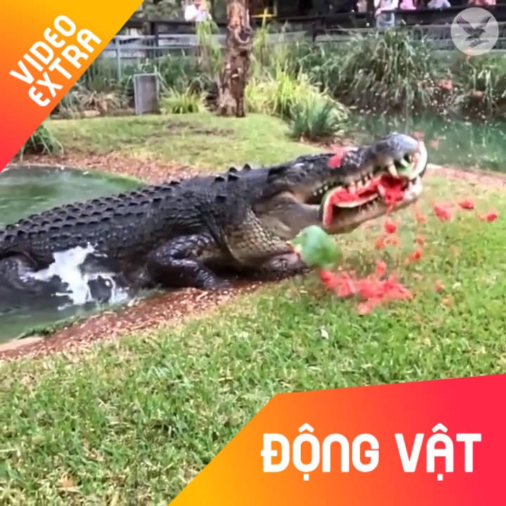 Can canh kha nang tap moi cua ca sau hinh anh