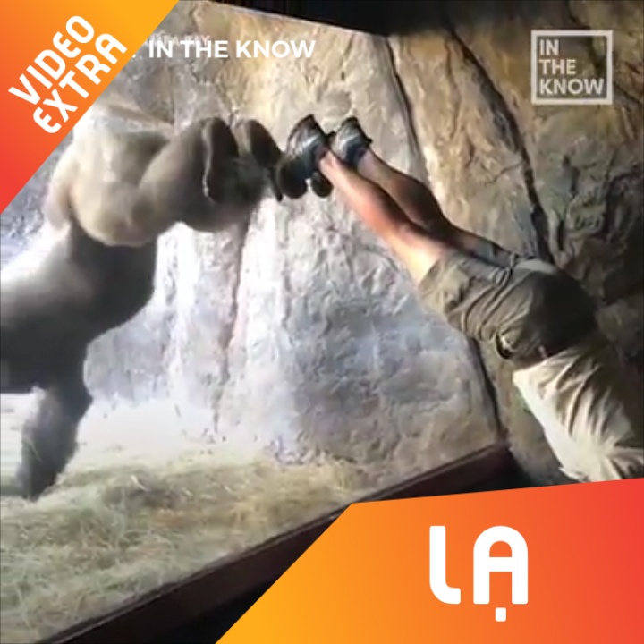 Nguoi huan luyen 'trong chuoi' de tang tinh ban voi gorilla hinh anh