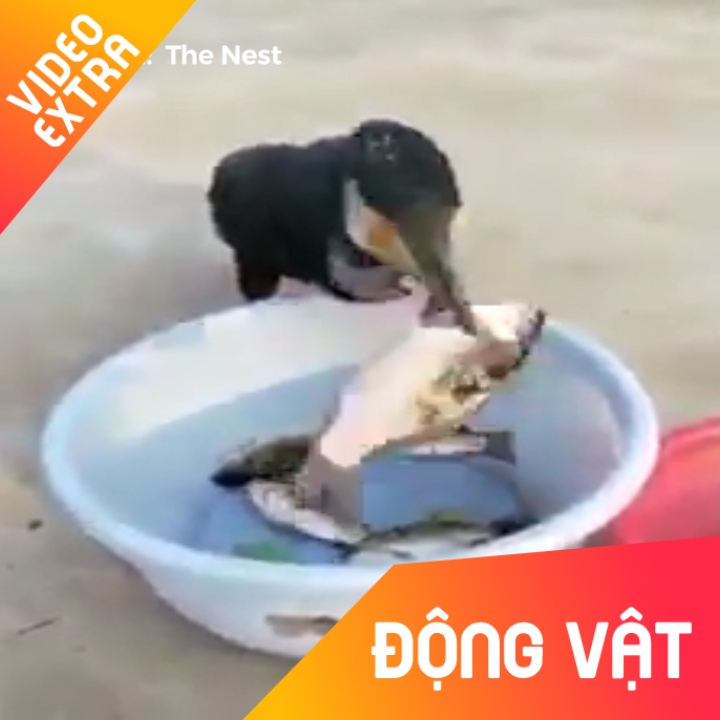 Chim vac nuot chung hang loat ca to trong vai giay hinh anh