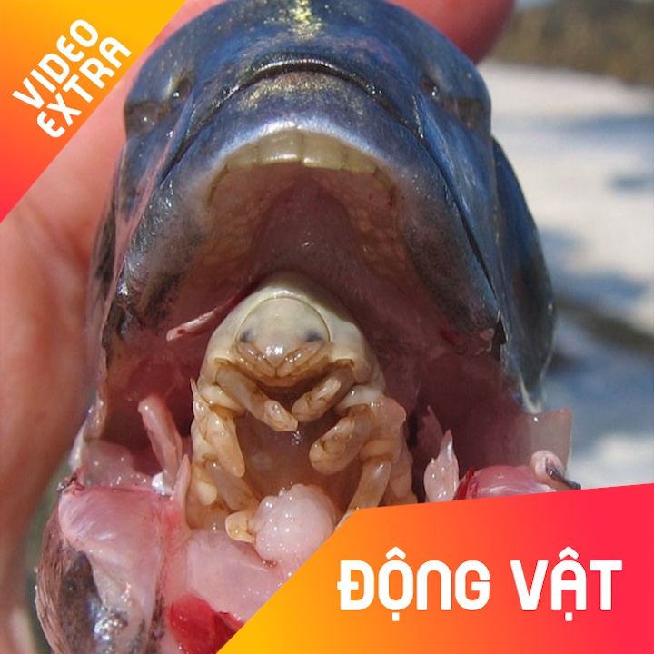 Bo ky sinh an va bien thanh luoi cua ca hinh anh