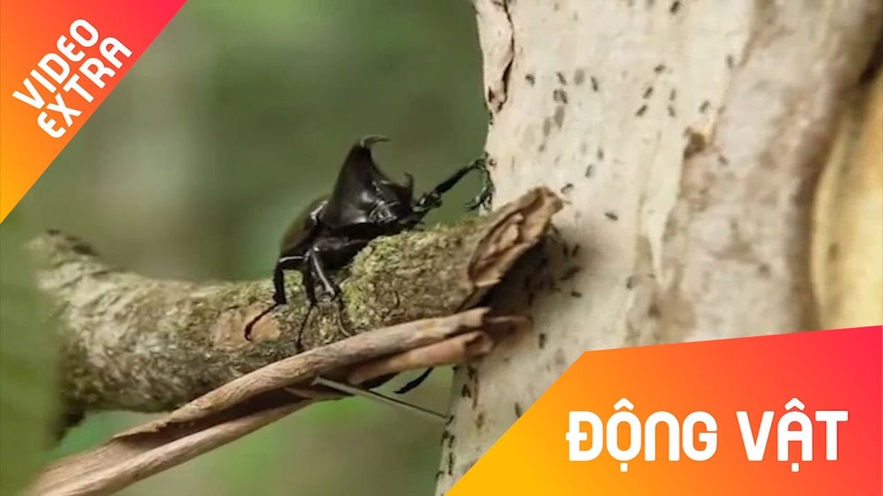 Cuoc dung do 'chet choc' giua bo hung va dan kien khong lo hinh anh