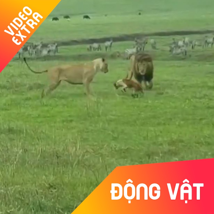 Nhung loai vat nho be dam 'doi dau' ke thu khong lo hinh anh