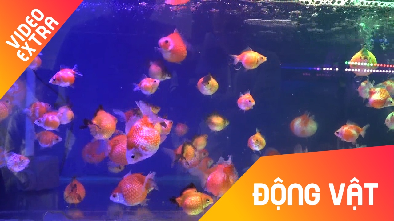 Ca Ping Pong 'beo mum mim' thu hut nguoi choi o Sai Gon hinh anh