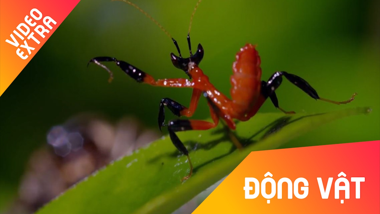 Bo ngua tung the 'Kung Fu' hu doa nhen doc san moi hinh anh