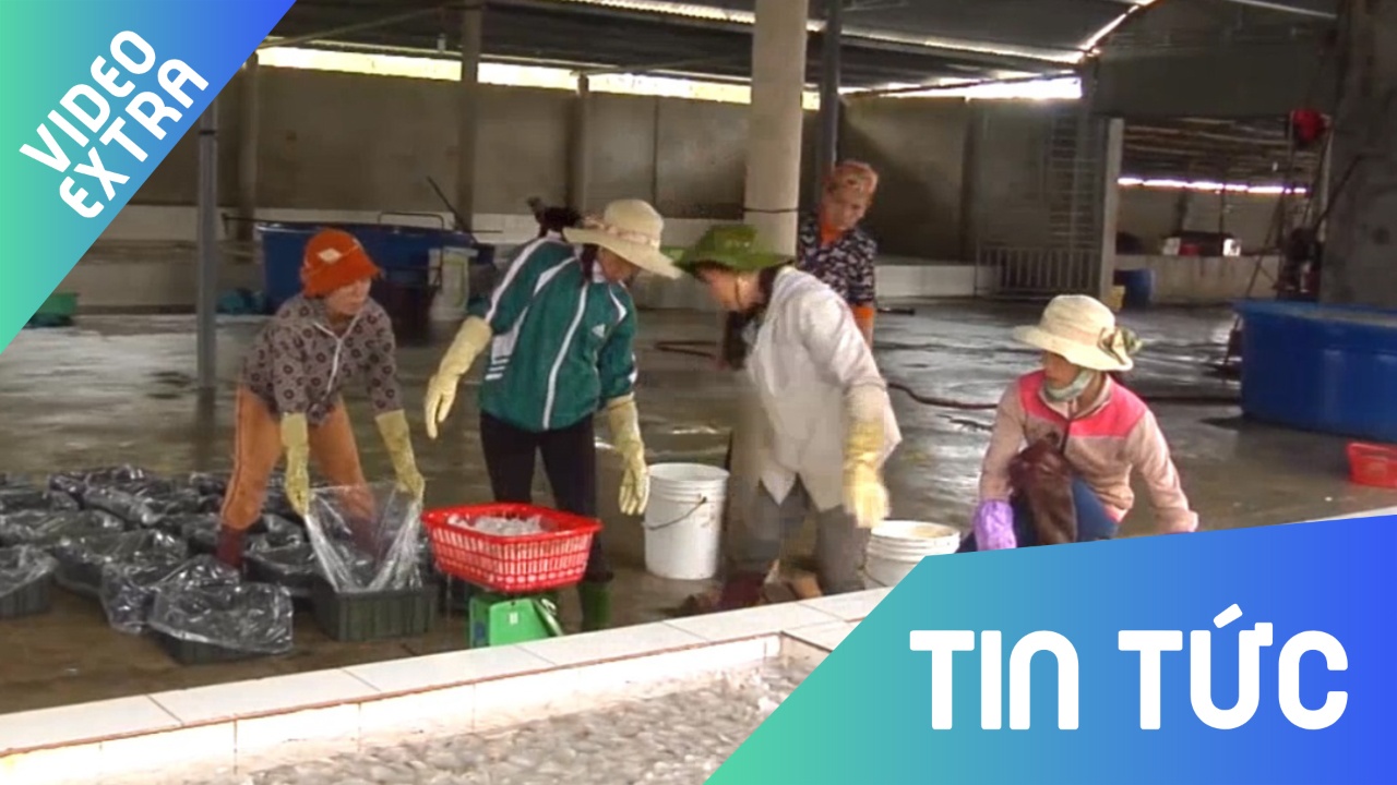 Ngu dan mien Trung thu hoach sua bien, dut tui tien trieu moi ngay hinh anh