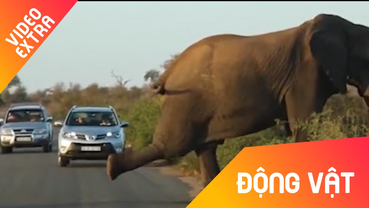 Voi 'tap the duc' tren duong, gay ac tac giao thong o Nam Phi hinh anh