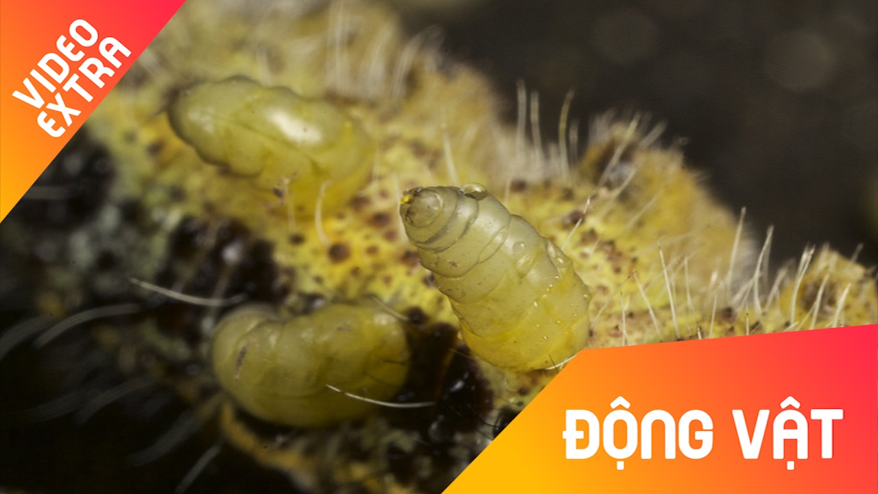 Loai ong de trung ky sinh vao sau buom nhu phim kinh di hinh anh