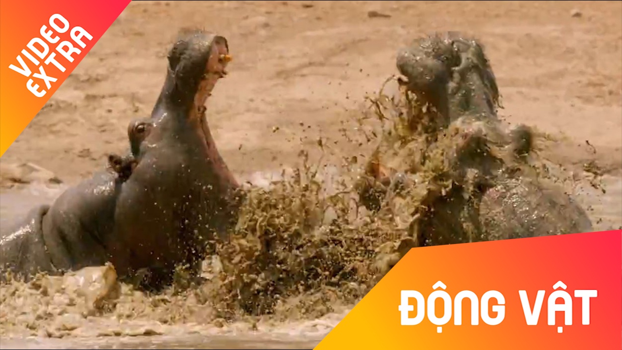 Ha ma 'dau da' nhau tranh gianh noi tam mat hinh anh