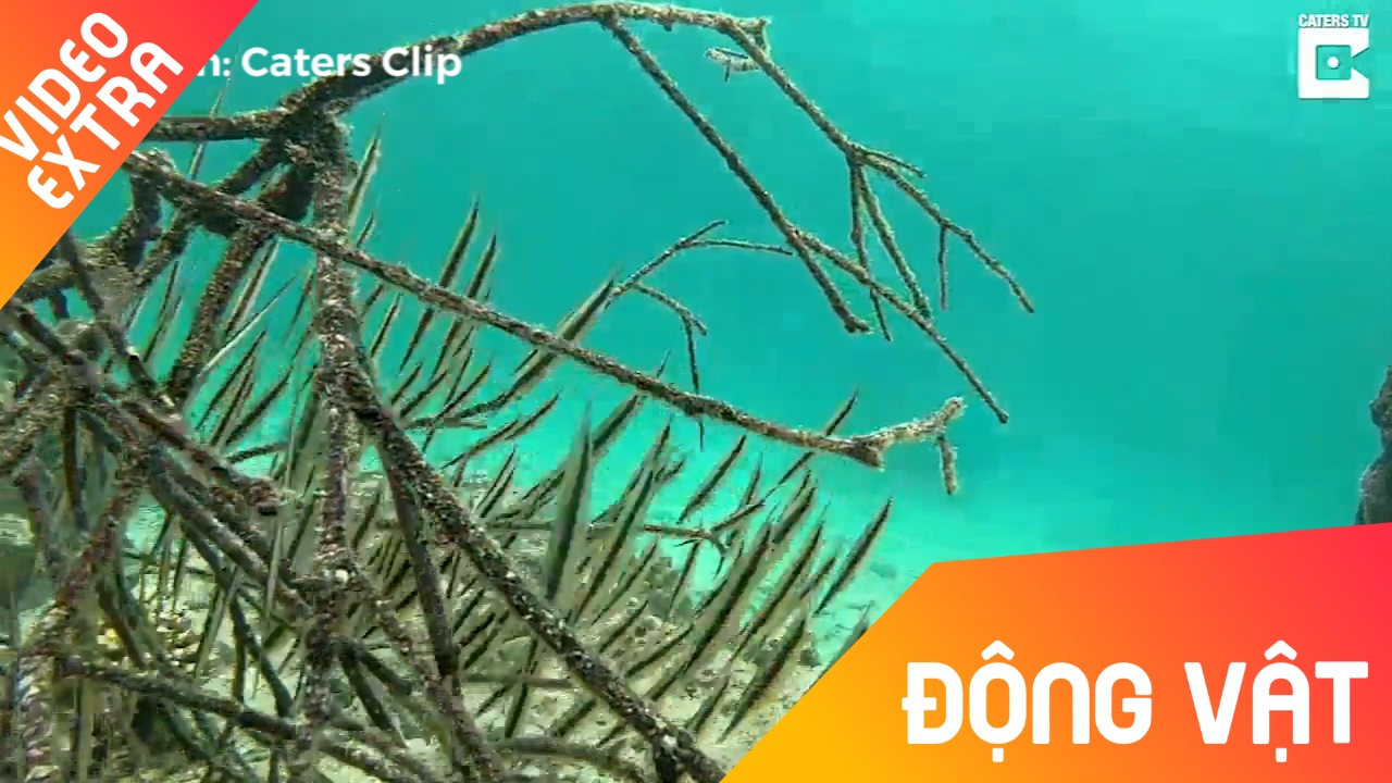 Loai ca nguy trang thach thuc moi doi mat con nguoi hinh anh