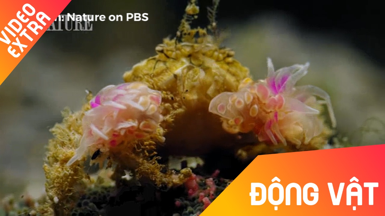 Cua 'vo si quyen Anh' chien dau voi loai ca khong lo hinh anh