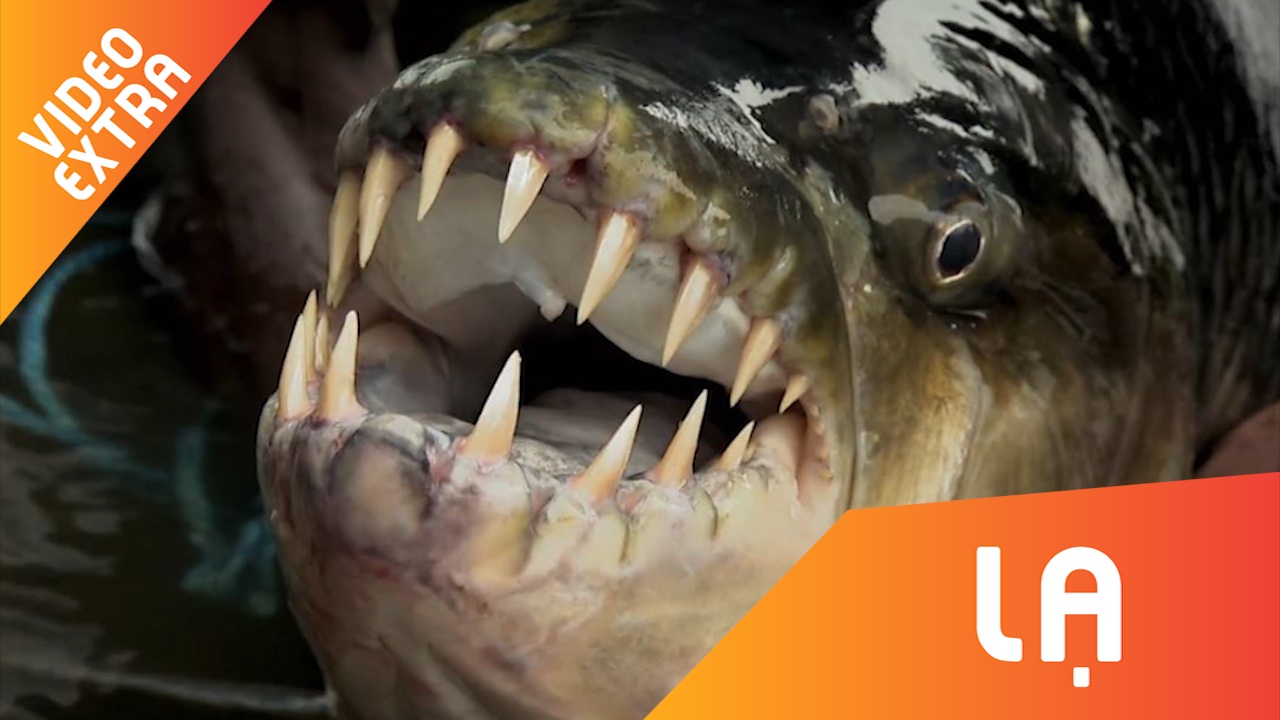 Hanh trinh bat ca ho voi ham rang sac nhon tren song o Congo hinh anh