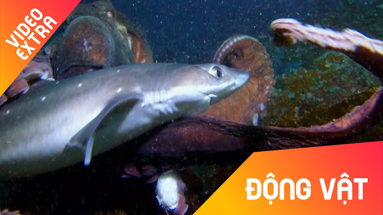 Xem ca map suyt chet duoi xuc tu loai bach tuoc khong lo hinh anh