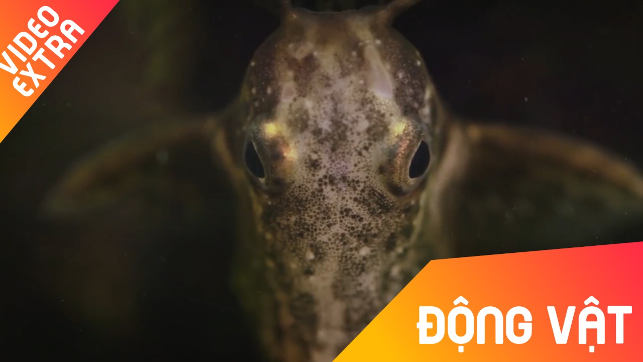 Loai ca boi nguoc, sinh ton 35 trieu nam duoi long song hinh anh