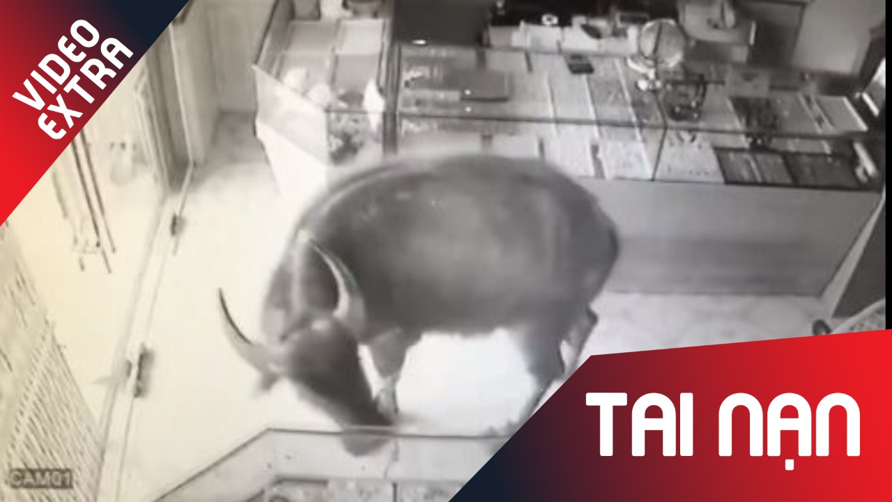 Trau ruot nguoi, huc thang vao tiem vang hinh anh