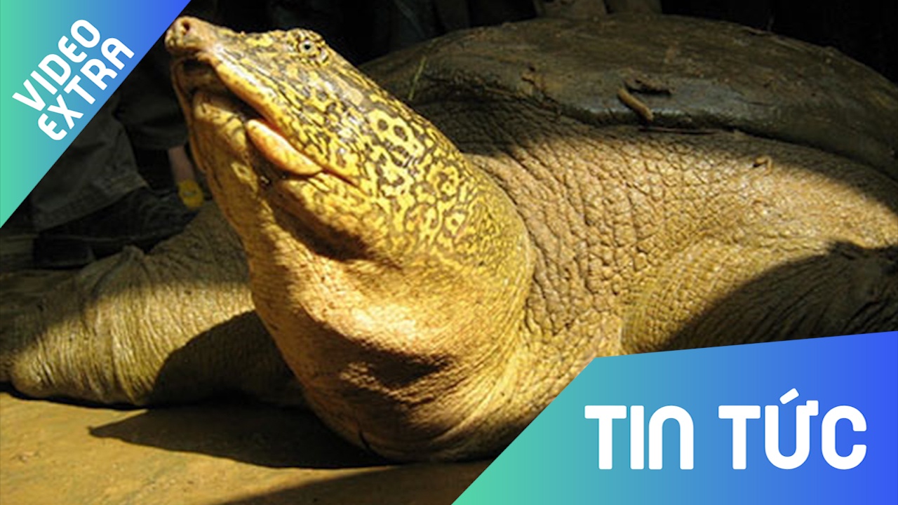 Ca the nghi giong rua Hoan Kiem o Son Tay duoc phat hien nhu the nao? hinh anh