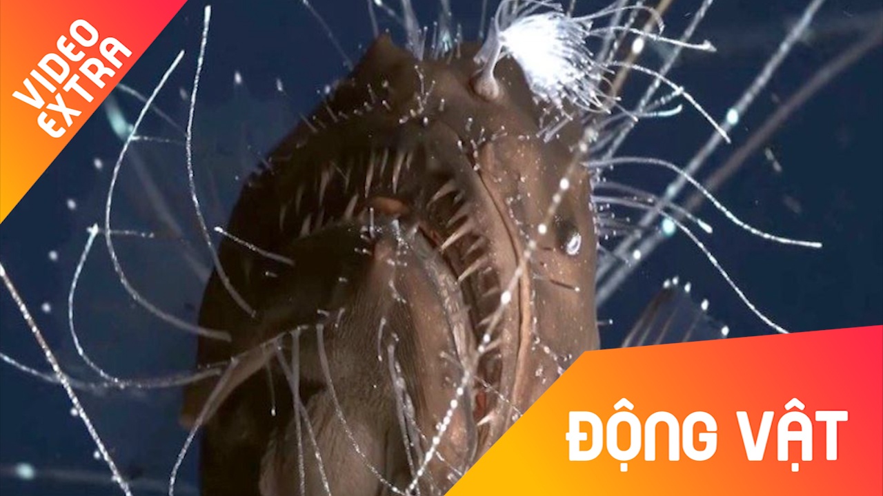 Ca can cau an minh duoi dai duong tim 'ban tinh' hinh anh