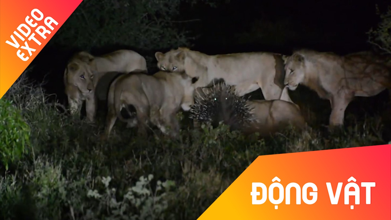 7 su tu hop suc nhung khong the tieu diet duoc nhim gai hinh anh