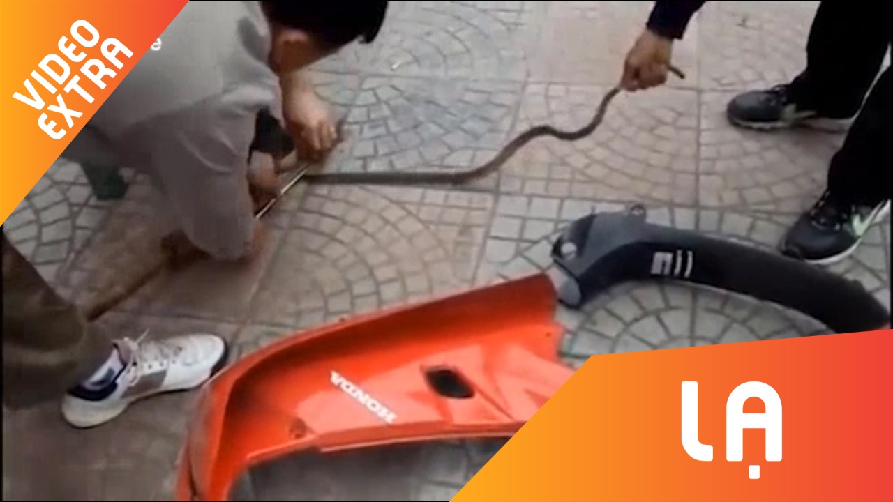 Canh bat ran tron trong xe may o Viet Nam len trang tin nuoc ngoai hinh anh