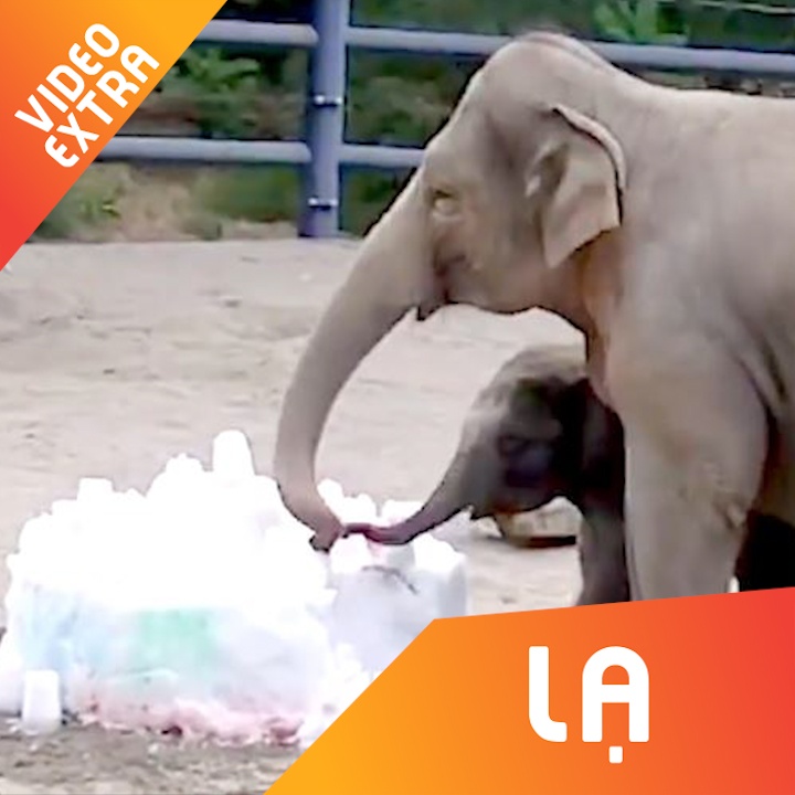 Chu voi vui suong nhu dua tre voi chiec banh khong lo hinh anh