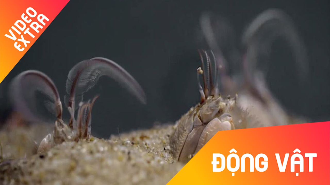 Loai cua phai 'chay dua' dao ho duoi cat hang ngay hoac chiu chet hinh anh