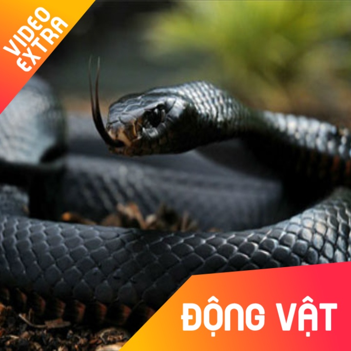 Can canh qua trinh lot da cua loai ran doc nhat chau Phi hinh anh