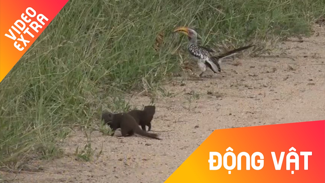 Cay Mongoose gia vo chet mot cach hai huoc hinh anh