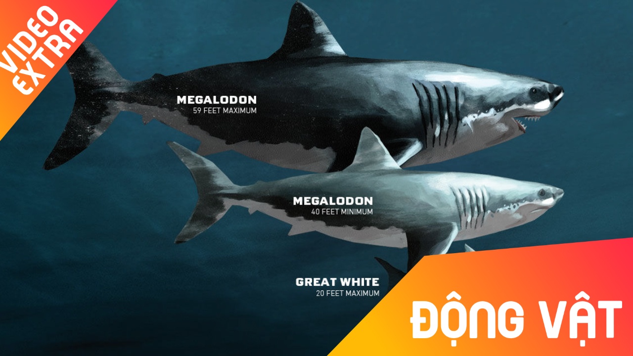 Dau la loai ca map khong lo nhat lich su? hinh anh