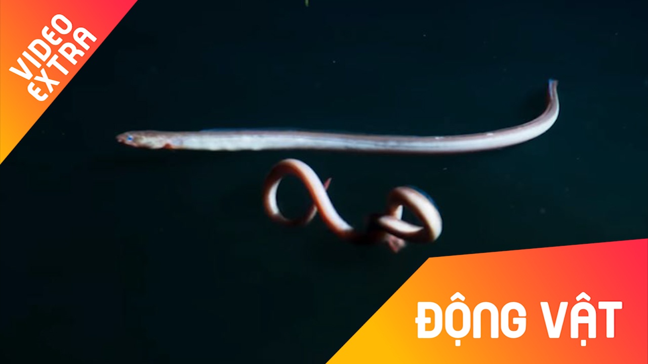 Loai luon bien chiu 'cuc hinh' khi di ngang qua vung bien doc hinh anh