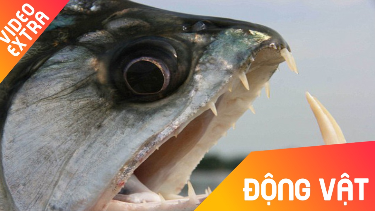 Khi ca sau con tro thanh con moi cua dan ca piranha hinh anh