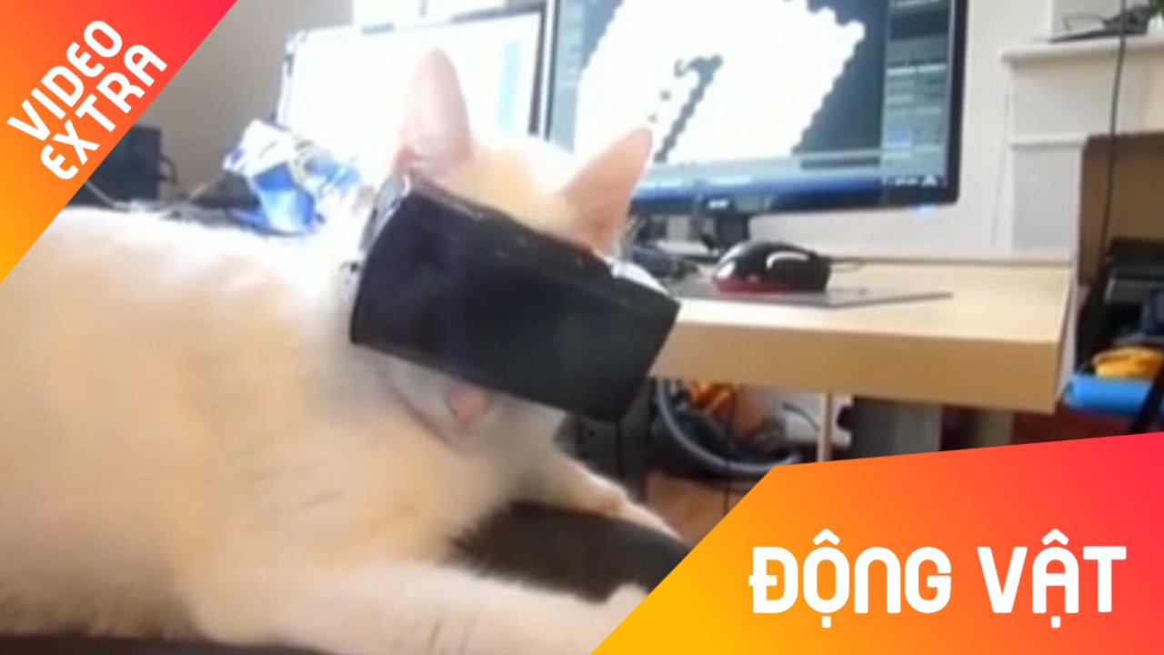 Bieu cam hai huoc cua meo khi dung kinh VR hinh anh