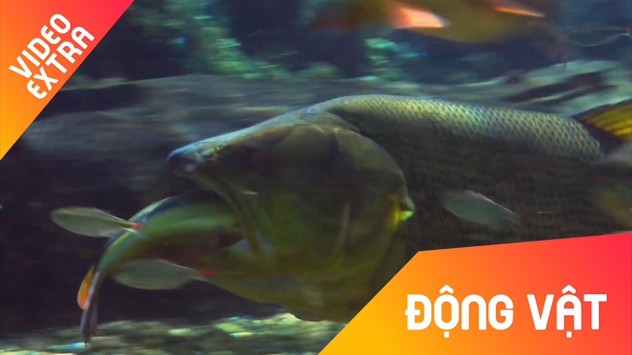 Man phoi hop san moi dang so cua dan ca piranha hinh anh