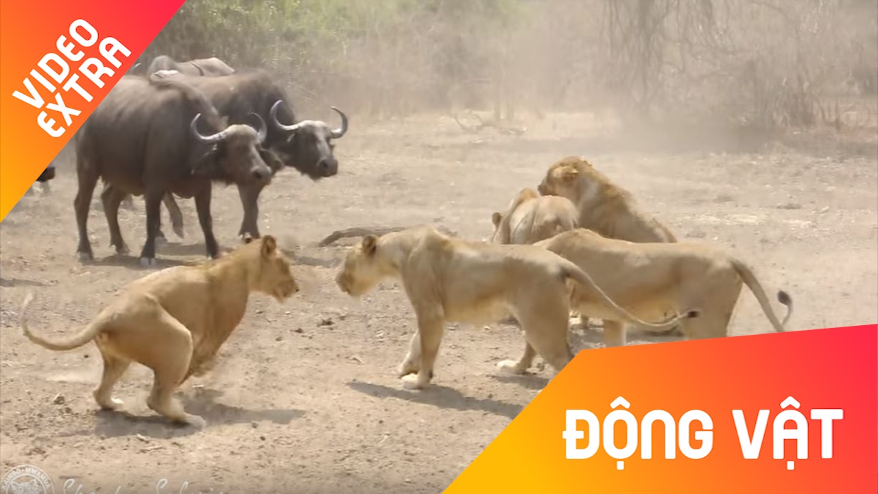 Dan trau rung 'huyet chien' voi bay su tu gianh dia ban hinh anh