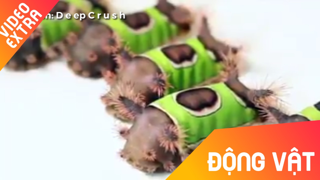 Nhung loai sau dang yeu nhat hanh tinh hinh anh